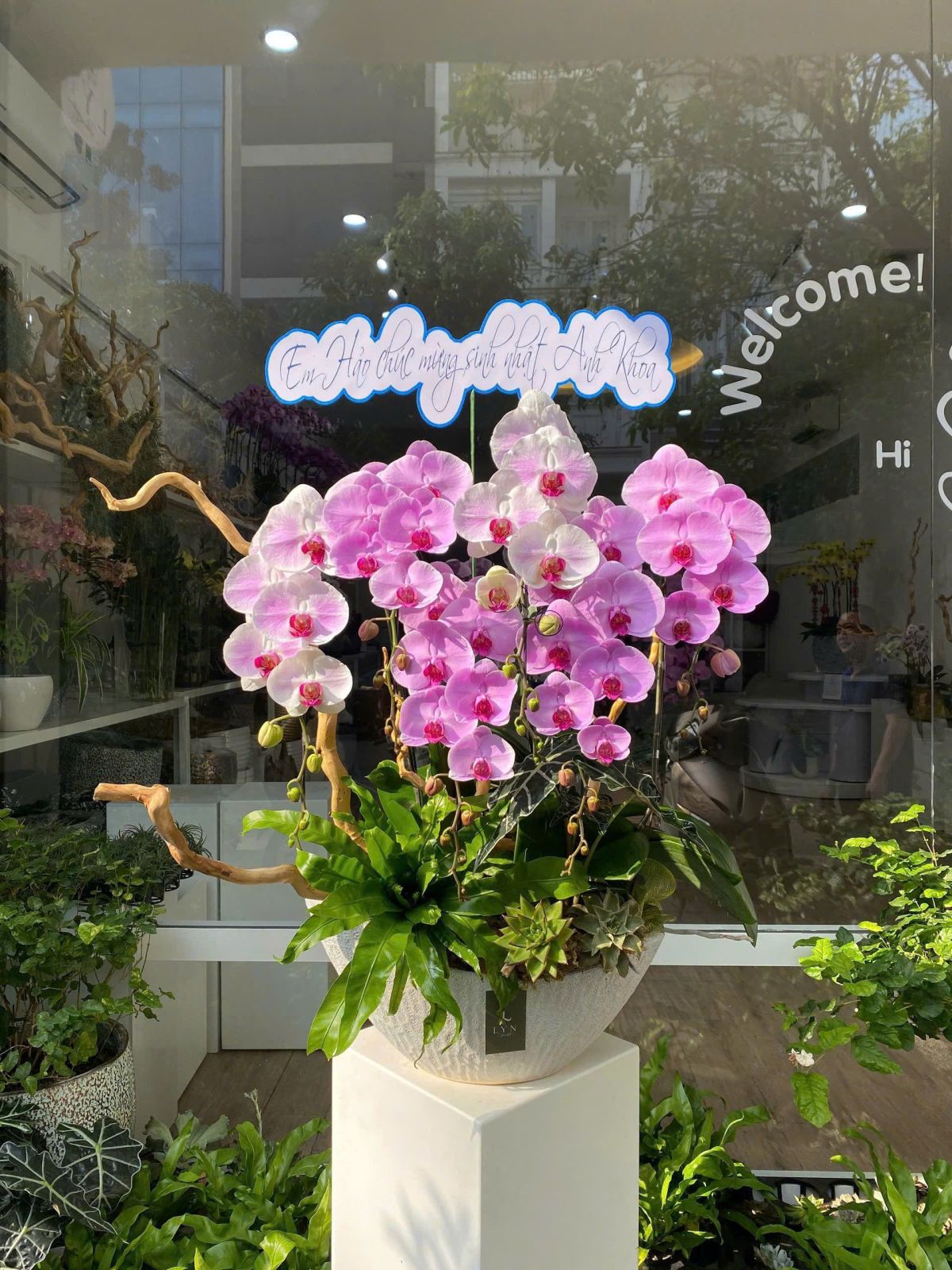 Chậu Hoa Lan Hồng Phối Màu